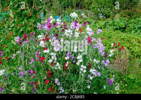 Sweetpeas in fiore, crescendo su assegnazione UK Foto Stock