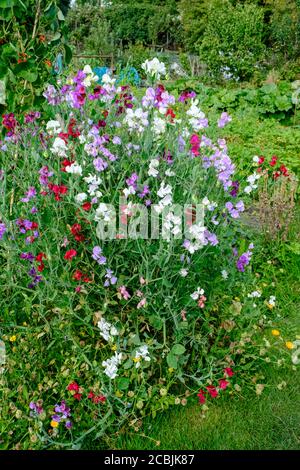 Sweetpeas in fiore, crescendo su assegnazione UK Foto Stock