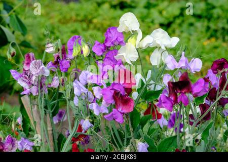 Sweetpeas in fiore, crescendo su assegnazione UK Foto Stock