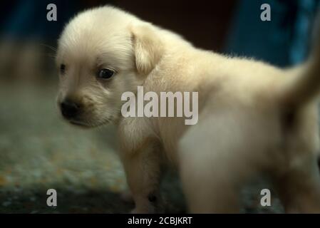 Un cucciolo dorato di Labrador Retriever di un mese Foto Stock