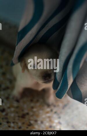 Un cucciolo dorato di Labrador Retriever di un mese Foto Stock