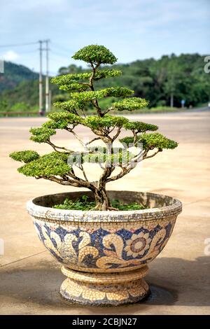 Un albero bonsai in una grande pentola di ceramica. Visualizzati all'aperto Foto Stock