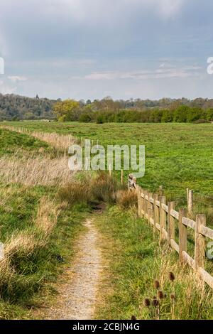 Un percorso attraverso la campagna in Sussex Foto Stock