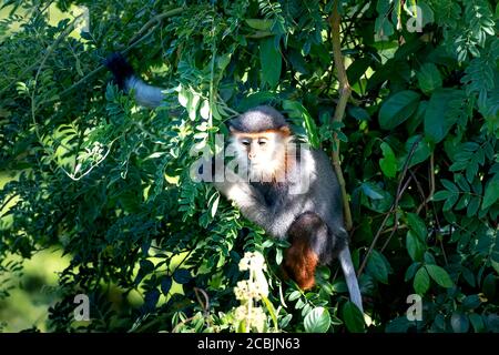 Rosso-shanked Douc- Langur sul figlio Tra della penisola di Da Nang City, Vietnam Foto Stock