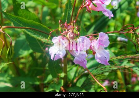Primo piano di piccoli fiori di campana rosa selvatici su una pianta verde lievitata alla luce del sole a Pickmere, Inghilterra Foto Stock
