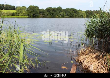 Lily pads (Ninfaeaceae), canne d'acqua (Phragmites australis) e canne morte ai margini del lago Pickmere a Cheshire, Inghilterra Foto Stock