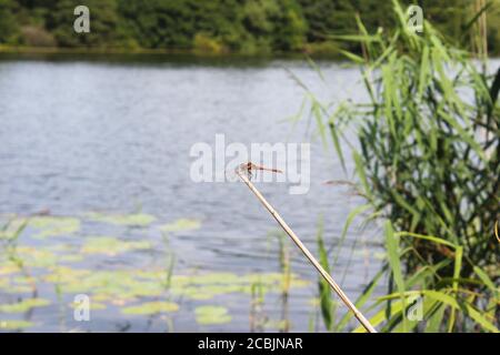 Dragonfly darter con venature rosse (Sympetrum fonscolombii) che perching alla fine di un bastone ai margini del lago Pickmere a Cheshire, Inghilterra Foto Stock