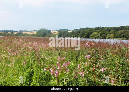 Fiori selvatici rosa e campo di erba di canna soffice sul margine del lago Pickmere a Cheshire, Inghilterra Foto Stock