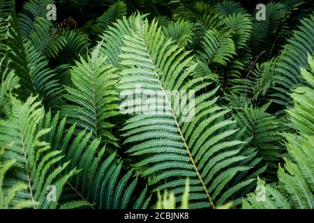 Felci ai Giardini Botanici di Berlino, Germania Foto Stock