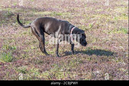 Cane che vagano libero e campo di sniffing su un prato erboso in terreni agricoli rurali. Foto Stock