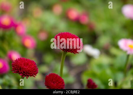 Fiori di Bellis rosso con una profondità di campo poco profonda Foto Stock