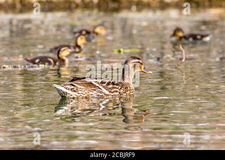 Un'anatra di mallard che nuota, con le sue anatroccoli dietro Foto Stock