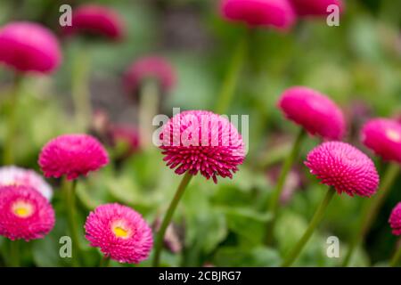 Fiori di Bellis rosa con una profondità di campo poco profonda Foto Stock