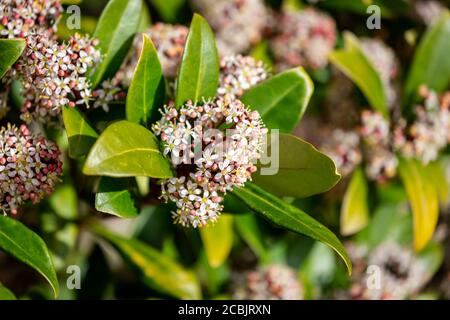 Grappoli di fiori delicati su un arbusto di Japonica skimmia Foto Stock