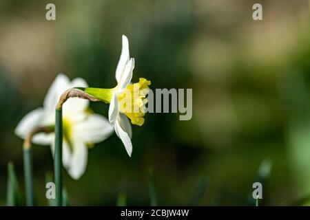 Un primo piano di un daffodil giallo pallido visto da un lato, con una profondità di campo poco profonda Foto Stock