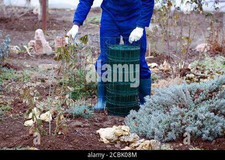 Giardiniere disimballare la rete metallica di filo Foto Stock