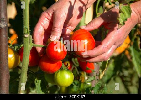 Raccolta di pomodori freschi dai cespugli. Raccolta di frutta biologica nel giardino di casa. Foto Stock