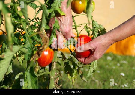 Raccolta di pomodori freschi dai cespugli. Raccolta di frutta biologica nel giardino di casa. Foto Stock