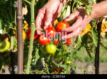 Raccolta di pomodori freschi dai cespugli. Raccolta di frutta biologica nel giardino di casa. Foto Stock