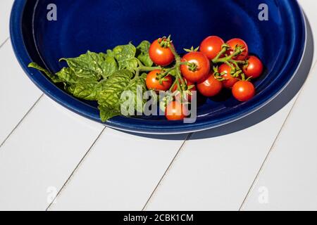 Pomodori ciliegini rossi freschi su un piatto blu, fondo bianco Foto Stock