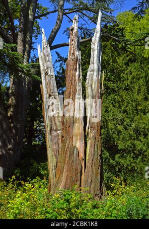 Tronco di albero diviso colpito da un fulmine Foto Stock