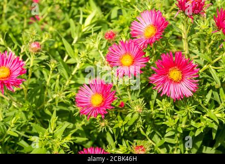 Rosa New England Aster Asteraceae o Aster Novae Angliae o. Novaeangliae Alma Potschke Foto Stock