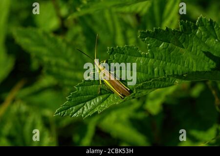 Primo piano immagine di una locusta verde gialla con occhi marroni seduti su una foglia di ortica in una giornata estiva soleggiata. Sfondo verde sfocato. Foto Stock