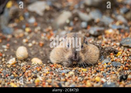 Il gopher tascabile di Botta mangiare noci e semi sotto un uccello alimentatore Foto Stock