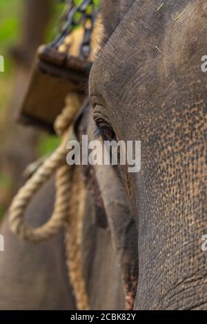 Elefante Elephantidae più grande animale di terra primo piano di occhio con Hathi Howdah - carrozza sullo sfondo Foto Stock