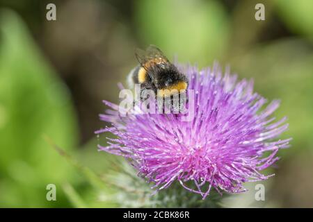 Bumblebee con coda bianca che forava su fiori nel Regno Unito. Può essere Bombus lucorum o Hortorum Bombus, o anche Bombus terrestris. Per impollinatori. Foto Stock