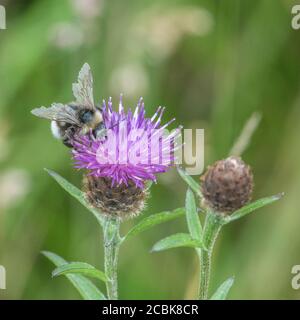 UK Bumblebee dalla coda bianca che forava su fiore. Può essere Bombus lucorum, Hortorum Bombus, o Bombus terrestris. Per impollinatori, alette rotte Foto Stock