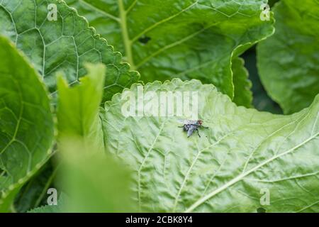 Armoracia rusticana / Horse-ravish foglia primo piano con una sorta di casa-fly tipo insetto isolato (ma non identificato - può essere solo una housefly). Foto Stock