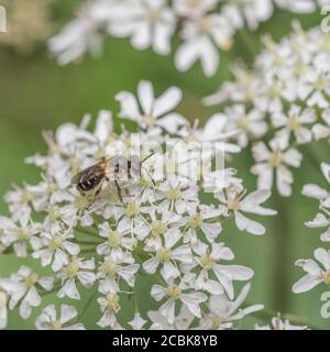 Primo piano di una sorta di Hoverfly britannico che forava su un bianco Hogweed / fiori di Heracleum. Heracleum fiori vicino colpo. Foto Stock