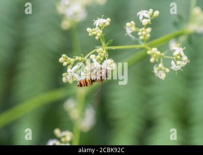 Marmellata Hoverfly / Episyrphus balteatus su fiori bianchi di fagiolo Bedpaglia / Galium mollugo. Vola in primo piano, volate in primo piano. Insetti UK. Foto Stock