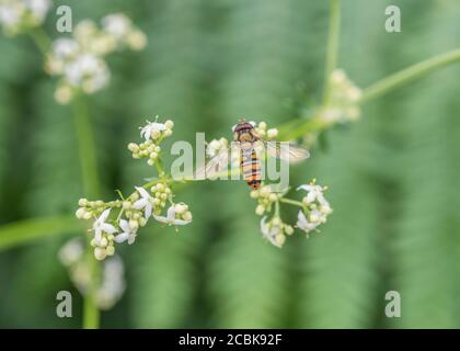 Marmellata Hoverfly / Episyrphus balteatus su fiori bianchi di fagiolo Bedpaglia / Galium mollugo. Vola in primo piano, volate in primo piano. Insetti UK. Foto Stock