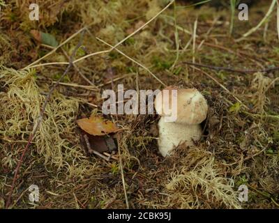 primo piano su un piccolo boleto di funghi bianchi Foto Stock