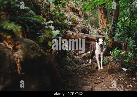 Border collie ritratto di animali domestici, sentiero escursionistico foresta, california settentrionale Foto Stock