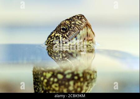 Linum, Germania. 12 agosto 2020. Una tartaruga europea (Emys orbicularis) si stacca fuori dall'acqua in un acquario della Riserva Naturale del Reno di Brandeburgo. Una volta diffusa in tutta la Germania, la tartaruga europea vive ora nel nascondersi solo nel marchio Uckermark. Per evitare che la popolazione muoia, i conservatori si stanno allevando e rilasciando di nuovo nella natura. La continua siccità e i procioni rendono il progetto sempre più difficile. Credit: Patrick Pleul/dpa-Zentralbild/ZB/dpa/Alamy Live News Foto Stock