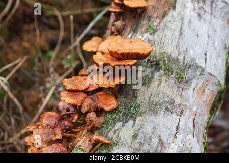 Funghi che crescono su un tronco di cocco decadente con muffa e muschio Foto Stock