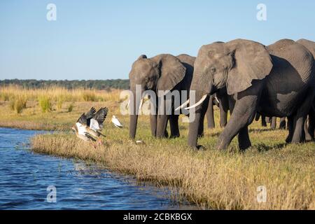 Famiglia di elefanti a piedi al fiume che spoking oche egiziane in Fiume Chobe Botswana Foto Stock