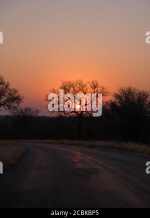 Il sole splende attraverso i rami del grande albero e la silhouette dell'albero che mostra in bushveld africano Foto Stock