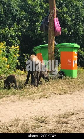 Berlino, Germania. 07 agosto 2020. Un cinghiale con la sua prole sorge accanto alle lattine di spazzatura sul prato da bagno a Teufelssee, nella foresta di Grunewald a Berlino. (A dpa 'dal pesce gatto killer alla scrofa del computer portatile: Cosa saremmo senza gli animali estivi?') Credit: Fernando Gutierrez/dpa - ATTENTION: Persona(e) è stata pixelata per motivi legali/dpa/Alamy Live News Foto Stock
