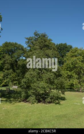 Summer Foliage di un albero di faggio Antartico deciduo (Nothofagus antartide) che cresce in un giardino nel Devon Rurale, Inghilterra, Regno Unito Foto Stock