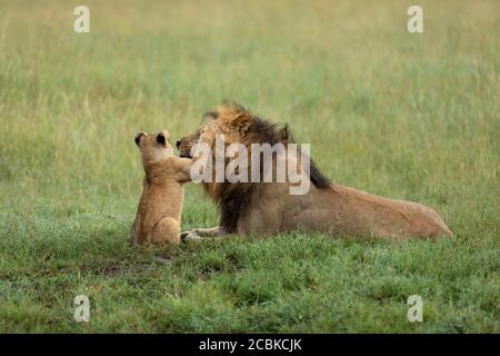 Leone del bambino che disturba il leone maschio del padre che giace in erba verde Nel Parco Nazionale di Serengeti in Tanzania Foto Stock