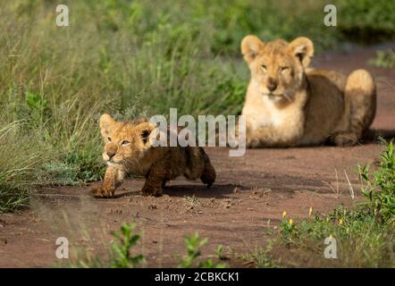 Due fratelli leoni che si esibiscono insieme a Serengeti National Parco Tanzania Foto Stock