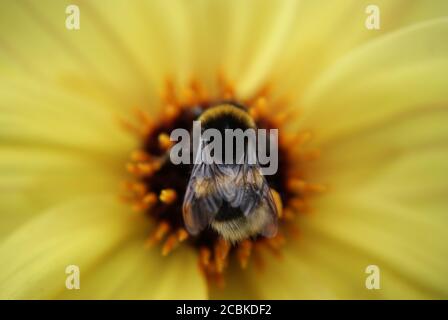 Ape su un fiore giallo Dahlia Foto Stock