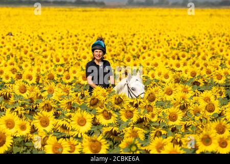 La foto del 12 agosto mostra Joanna Golland sul suo cavallo Flo equitazione nella UKÕs grande fattoria di girasoli vicino Spalding, Lincs. Sembra una scena del sud della Francia, ma questo spettacolare raccolto di girasoli sta fiorendo nel cuore del Regno Unito. La BritainÕs GRANDE fattoria di girasoli sta mettendo su una magnifica esposizione mentre l'onda di calore continua oggi in tutto il paese (Mer). Ci sono più di 100 acri di girasoli alla Vine House Farm nella profonda St Nicholas, Lincolnshire, che è una delle aziende agricole di girasoli commerciali più a nord del mondo. Ma i girasoli sbalorditivi non saranno p Foto Stock