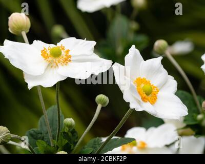 Fiori bianchi puri dell'anemone giapponese fiorito dalla fine dell'estate all'autunno, Anemone x hybrida 'Honorine Jobert' Foto Stock