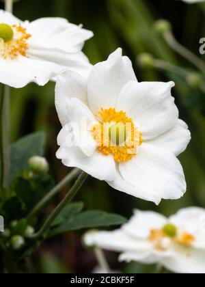 Fiori bianchi puri dell'anemone giapponese fiorito dalla fine dell'estate all'autunno, Anemone x hybrida 'Honorine Jobert' Foto Stock