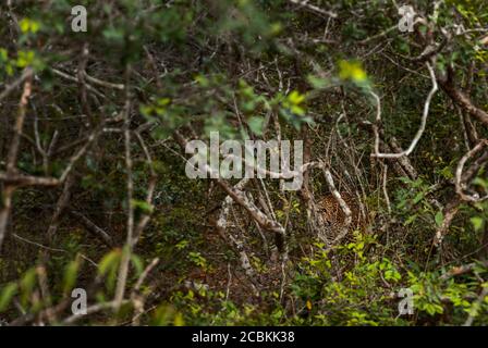 Leopardo dello Sri Lanka - Panthera pardus kotiya, bellissimo gatto selvatico delle foreste e dei boschi dello Sri Lanka. Foto Stock
